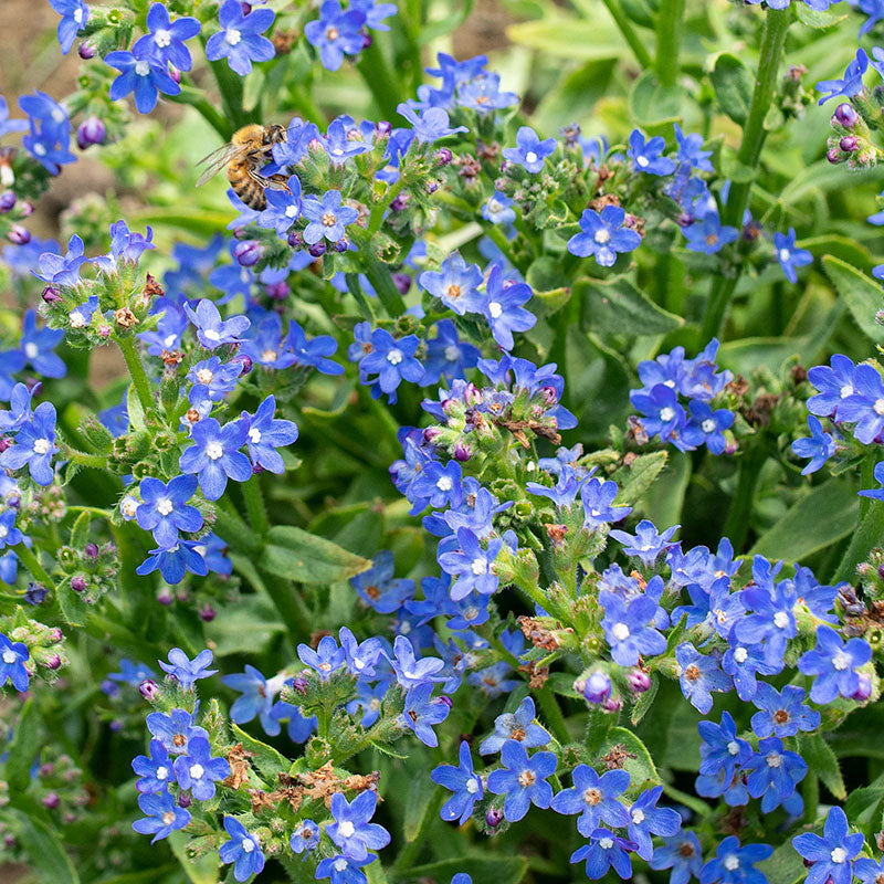 
  



Summer Forget-Me-Not 'Blue Angel'

