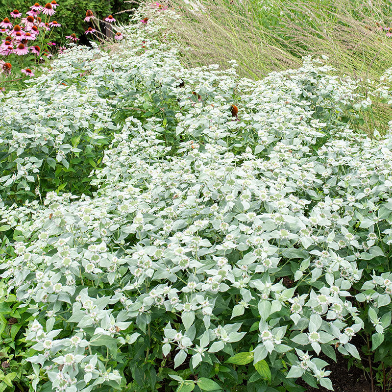 
  



Mountain Mint
