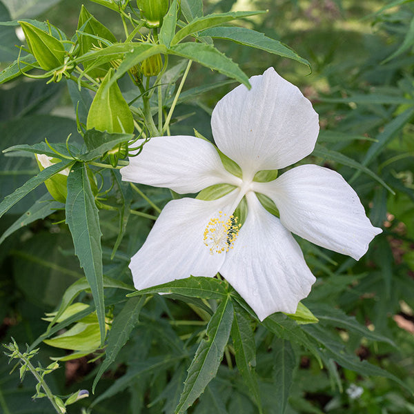 Hibiscus - Texas Star 'Moon Moth'