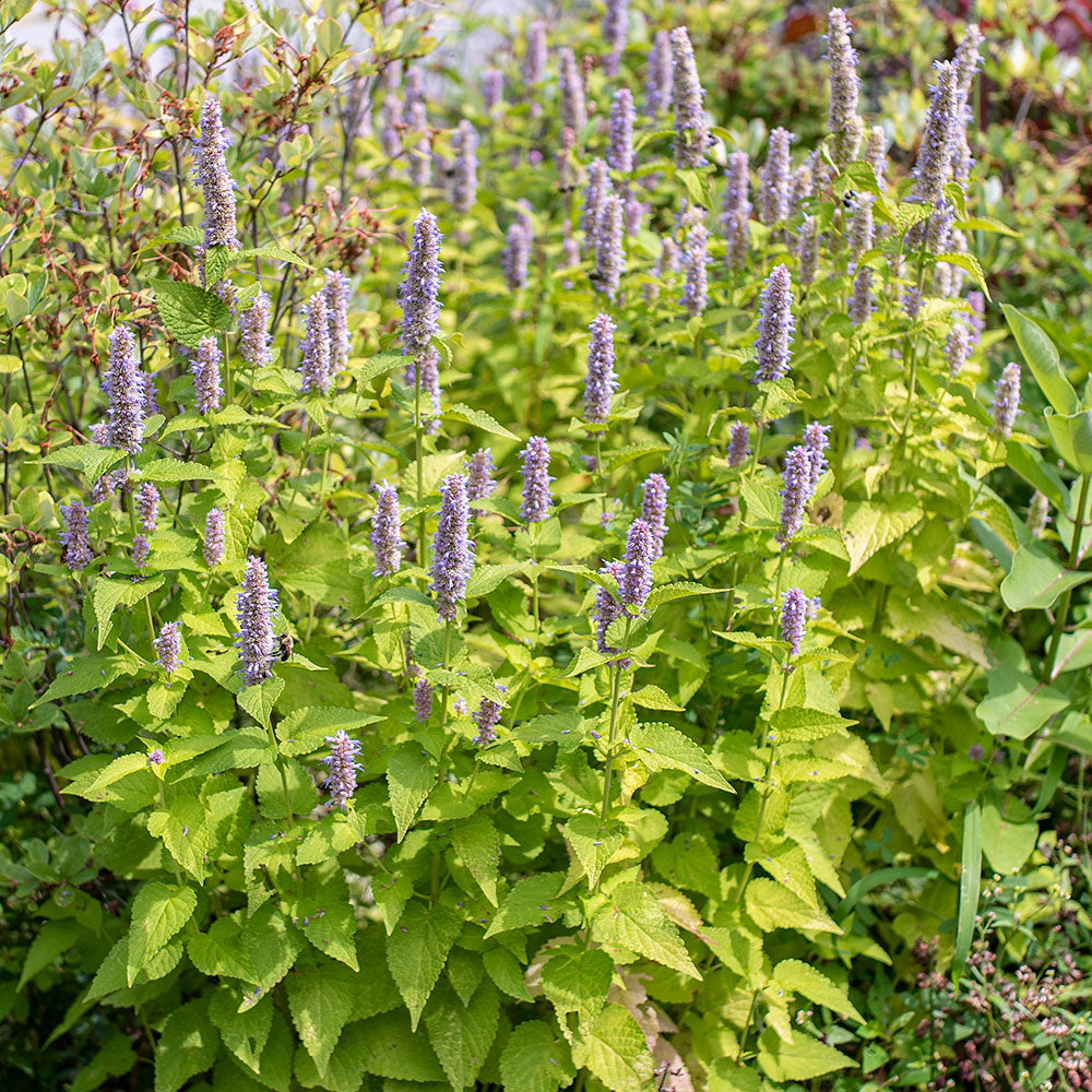 Agastache 'Golden Jubilee'