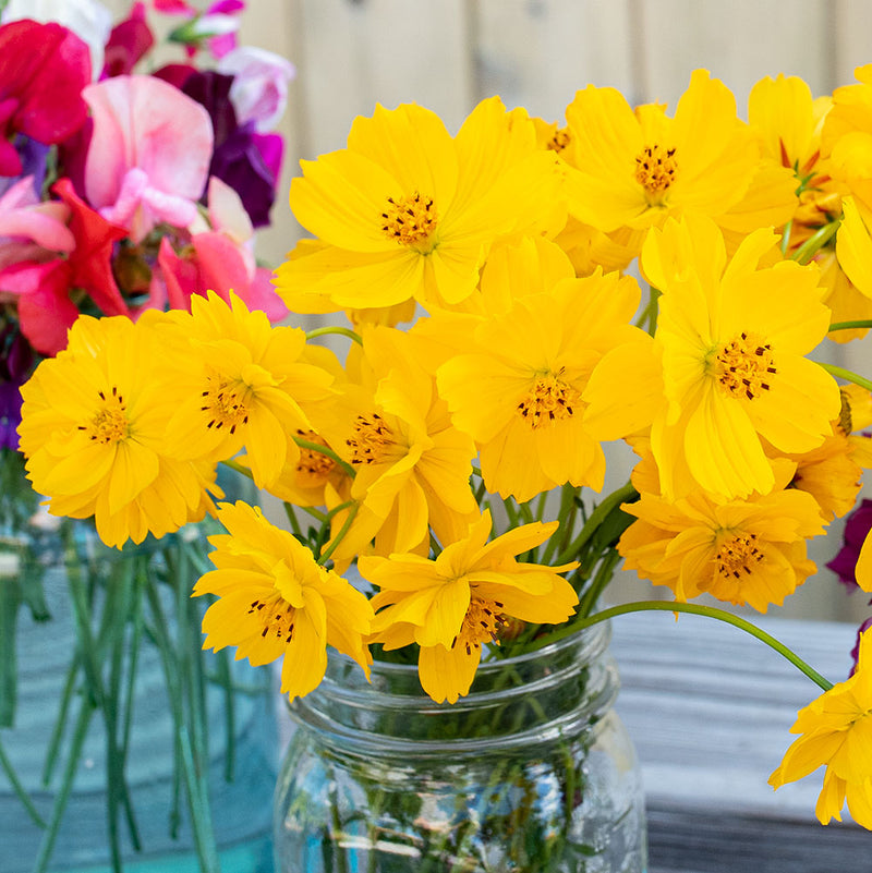 
  



Cosmos 'Crest Lemon'
