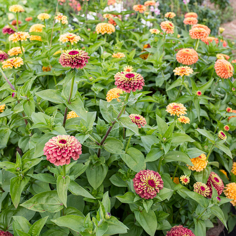 Zinnia 'Queeny Mix'