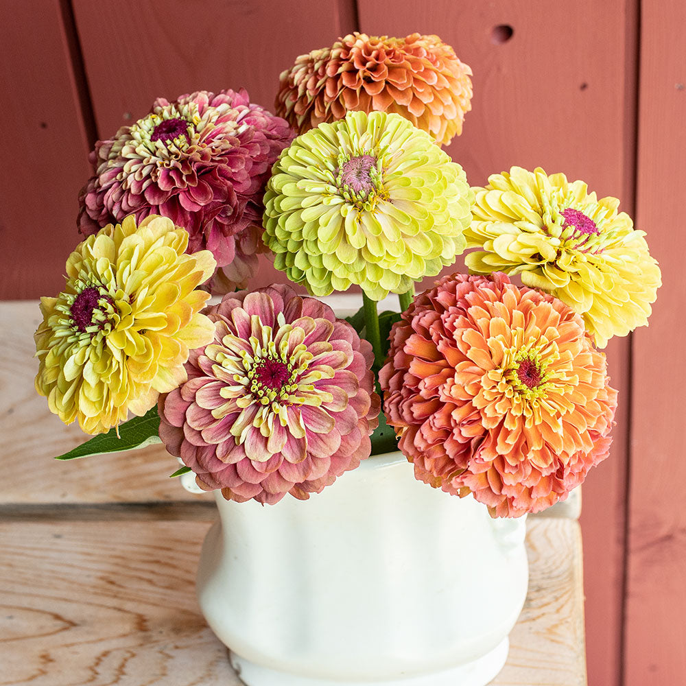 Zinnia 'Queeny Mix'