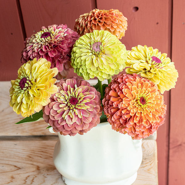 
    



Zinnia 'Queeny Mix'
