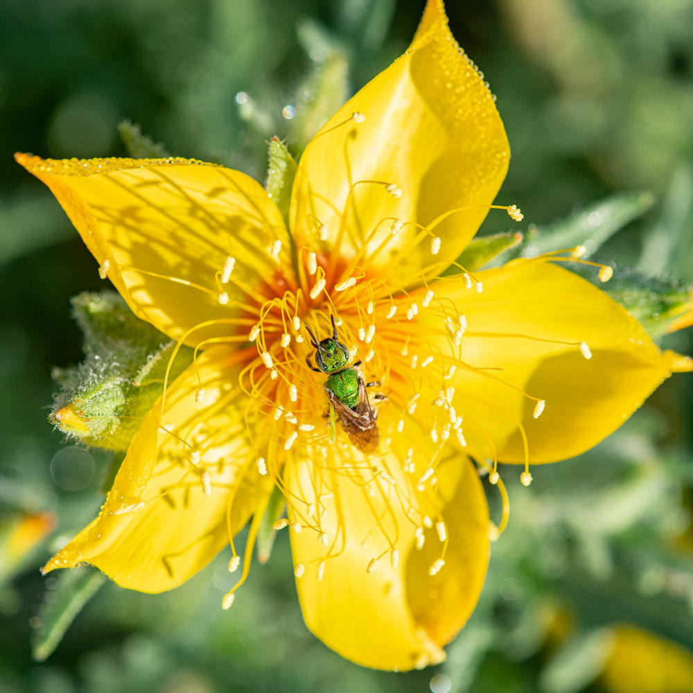 Lindley's Blazing Star