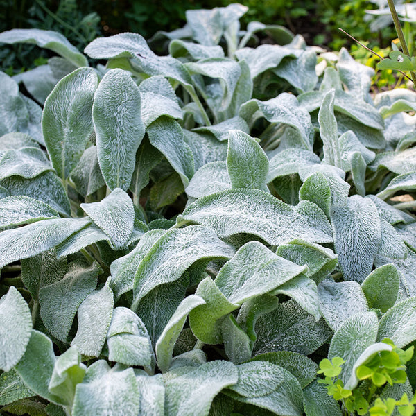 
    



Lamb's Ears
