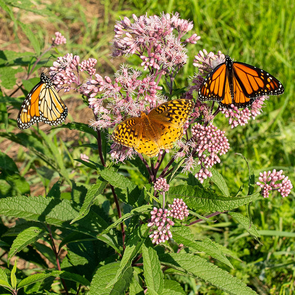 Joe Pye Weed