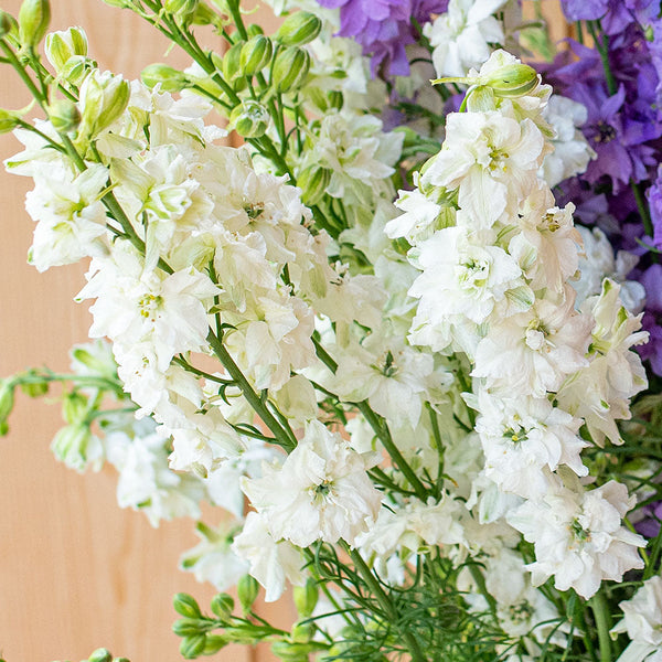 
    



Larkspur 'QIS® White' 
