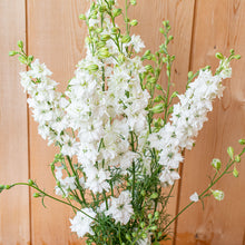 Larkspur 'QIS® White' - S2