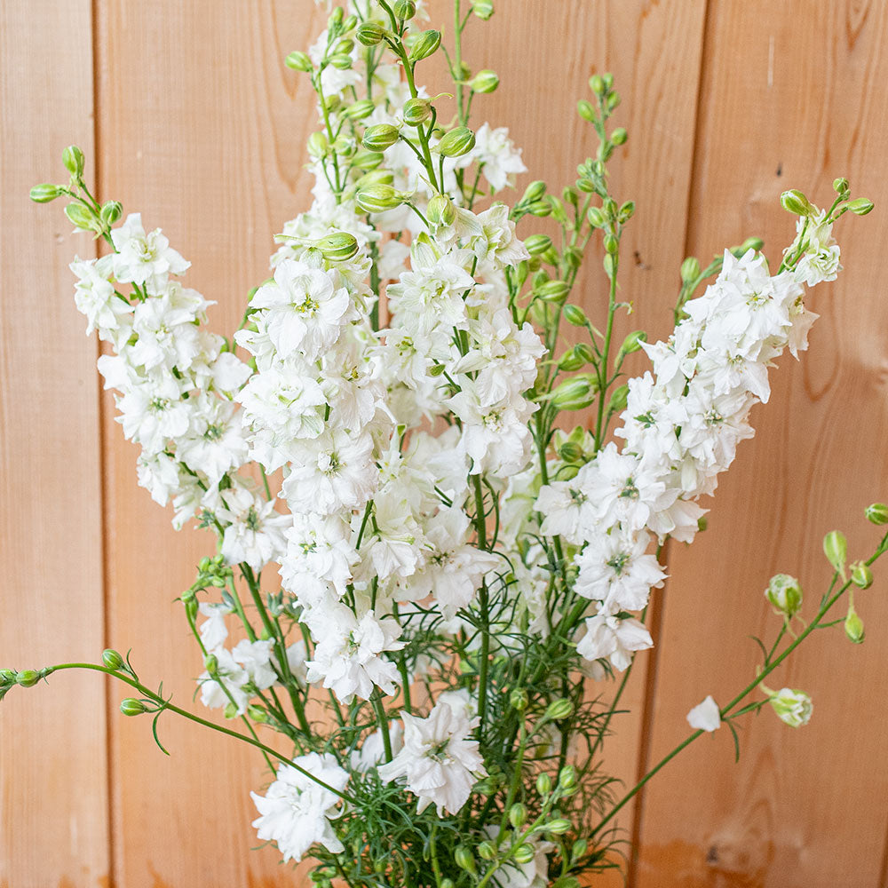 Larkspur 'QIS® White' - S2