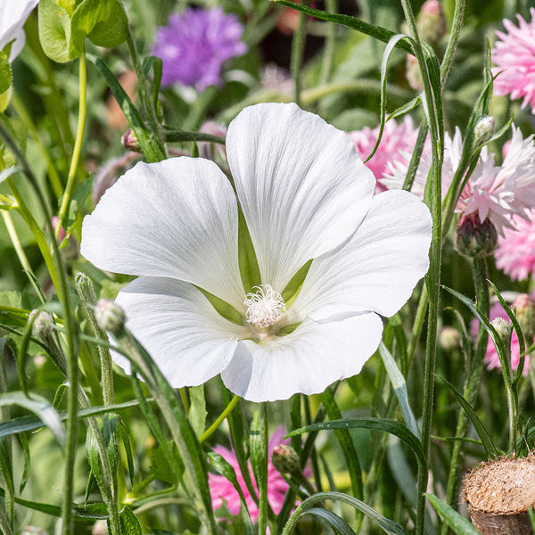 Malope 'White'