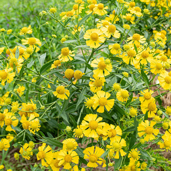 Helenium