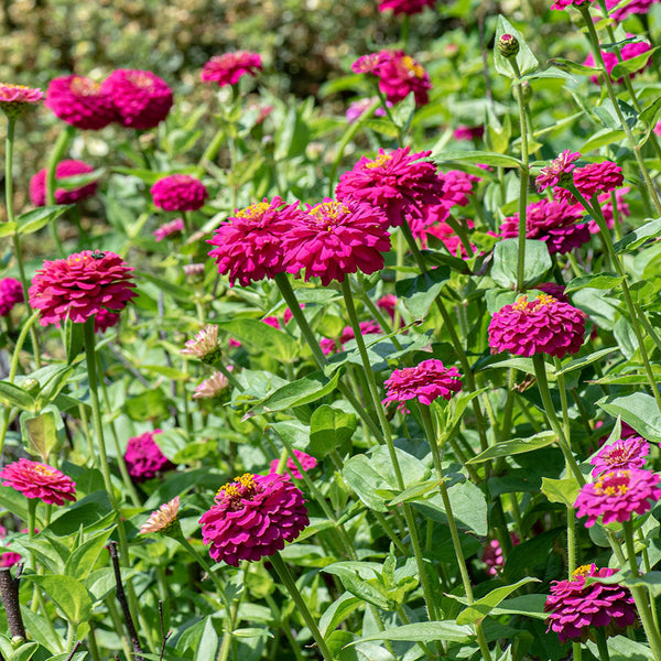 Zinnia 'Oklahoma Carmine'