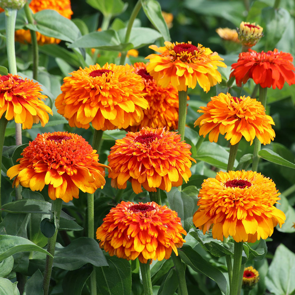 Zinnia 'Zinderella Zest'