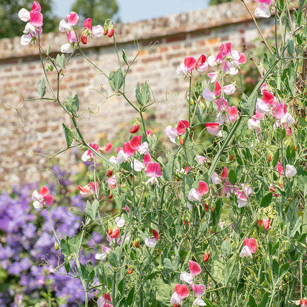 Sweet Pea 'Painted Lady'