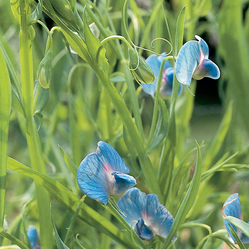 Grass Pea