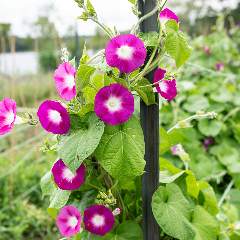 Morning Glory 'Crimson Rambler'