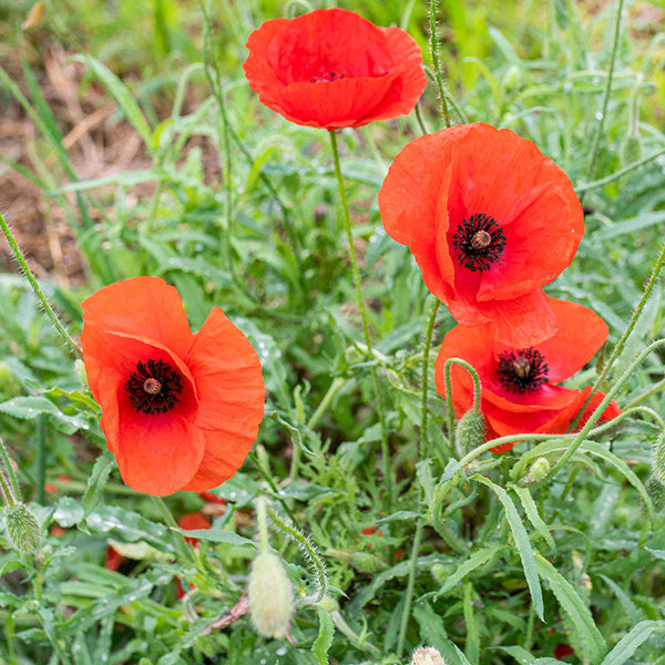 Poppy - Corn 'Flanders Poppy'