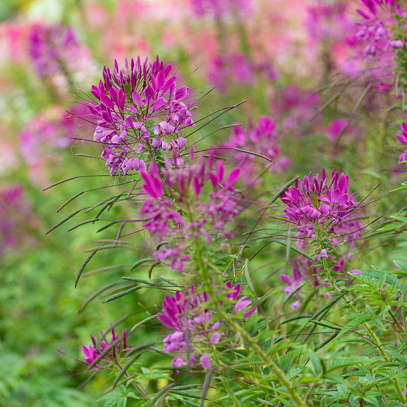 
  



Cleome 'Violet Queen'
