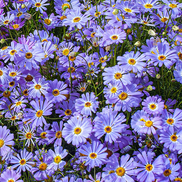 
    



Swan River Daisy 'Purple Splendor'
