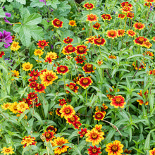 Zinnia 'Chippendale'