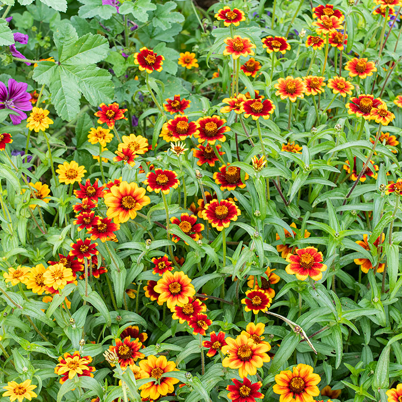 Zinnia 'Chippendale'