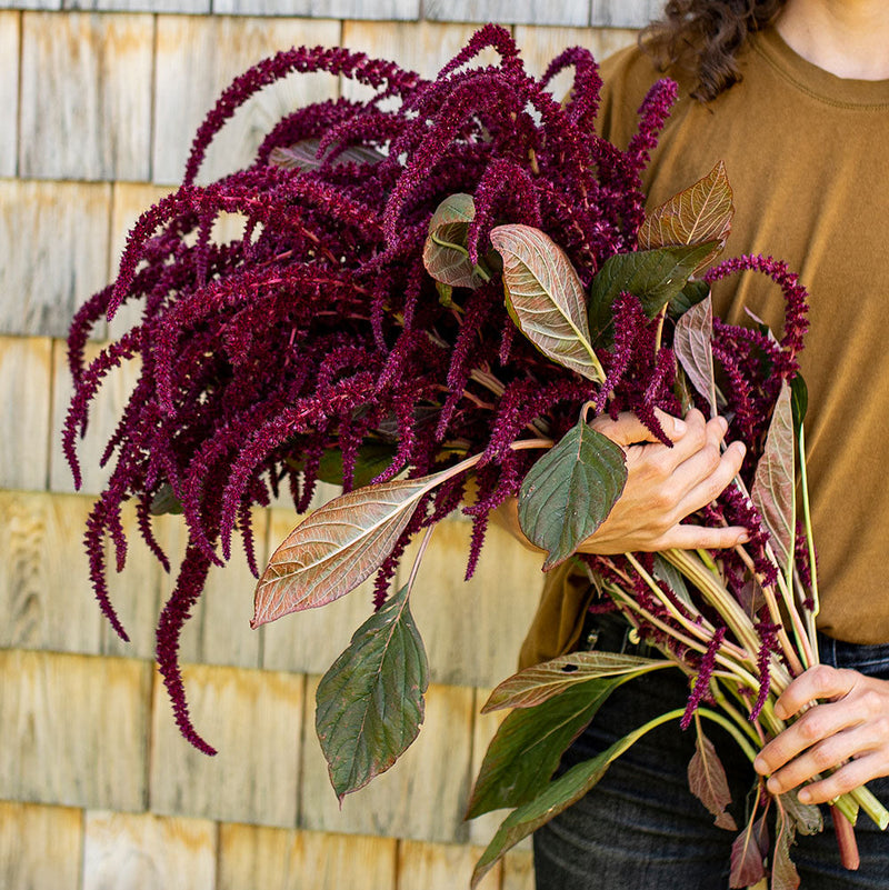 
  



Amaranth 'Oeschberg'
