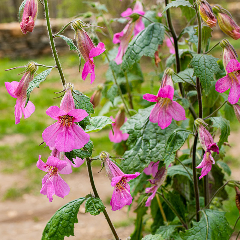 Chinese Foxglove