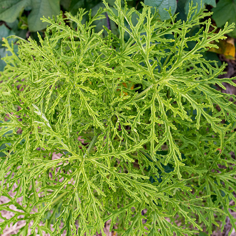 Geranium 'Skeleton Rose' - S1