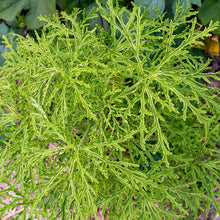 Geranium 'Skeleton Rose' - S1
