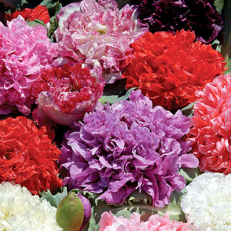 Poppy - Peony Mix