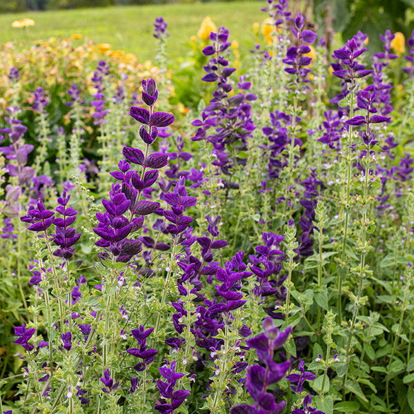 Salvia - Annual Clary 'Blue'