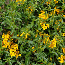 Marigold 'Sweet Mace' Organic