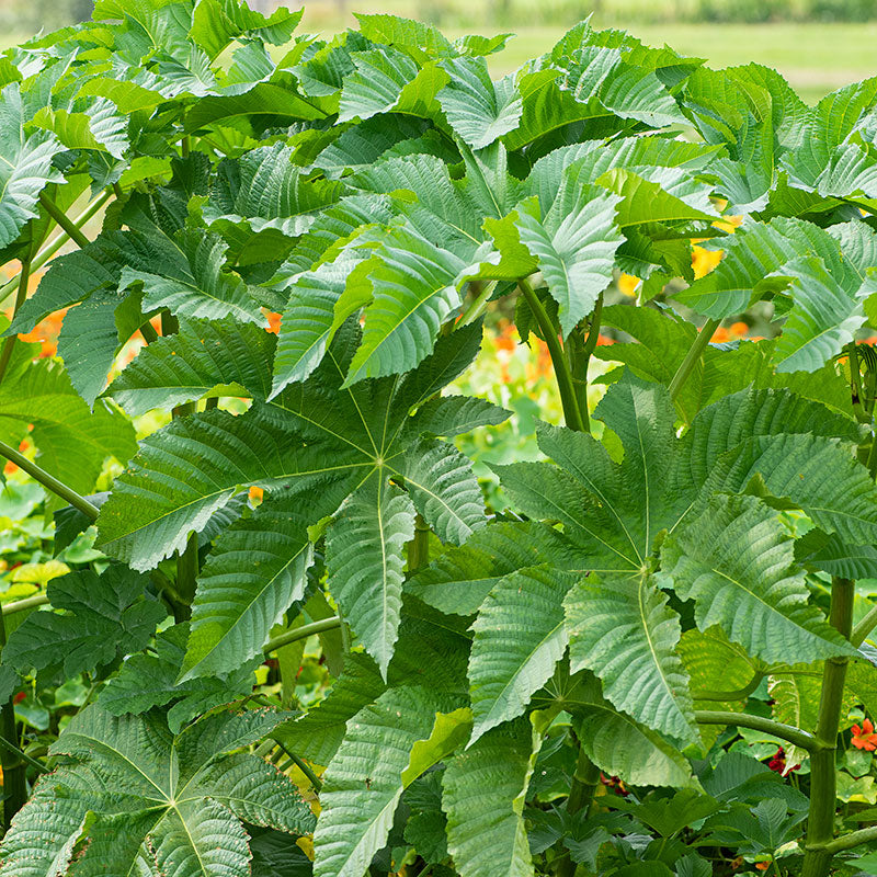 
  



Castor Oil Bean 'Zanzibarensis Mix'
