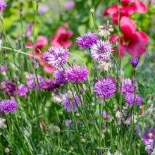 Cornflower 'Lady Mauve'
