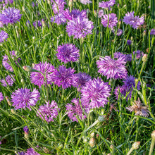 Cornflower 'Lady Mauve'