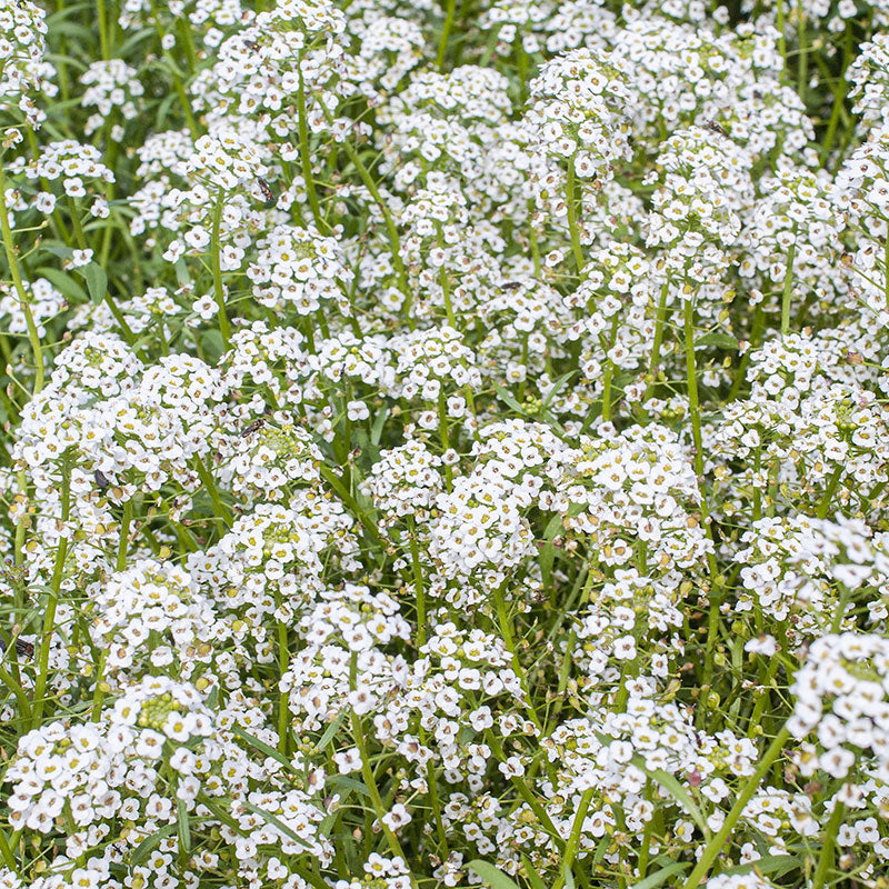 
  



Sweet Alyssum 'Benthamii'
