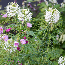 Cleome 'White Queen'