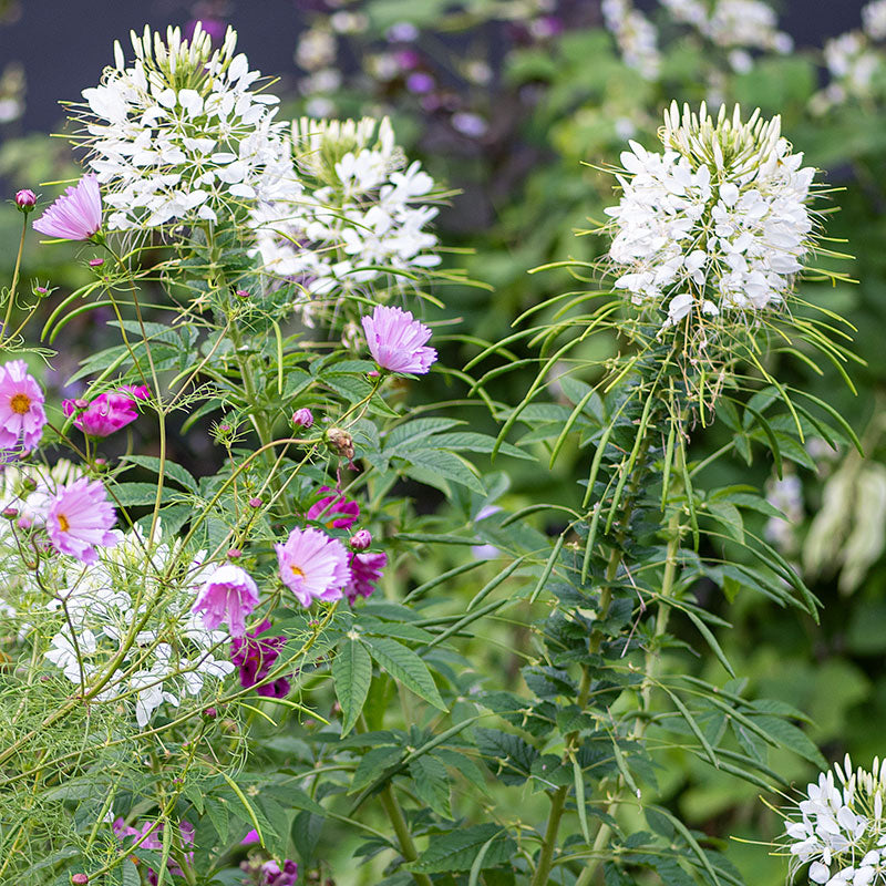Cleome 'White Queen'