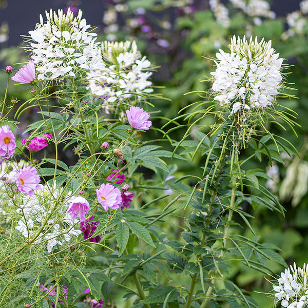 Cleome 'White Queen'