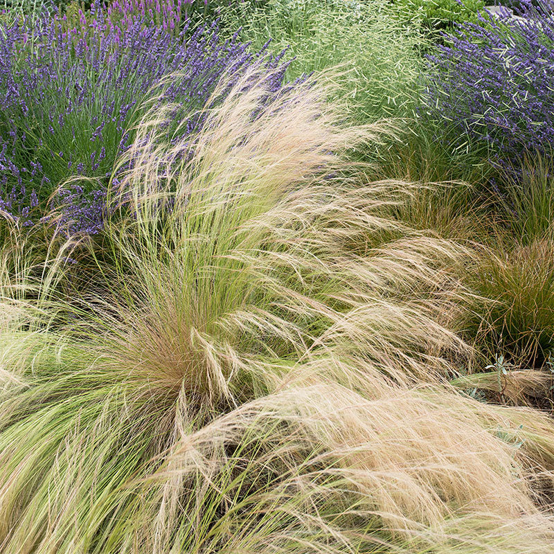 
  



Grass - Feather 'Pony Tails'
