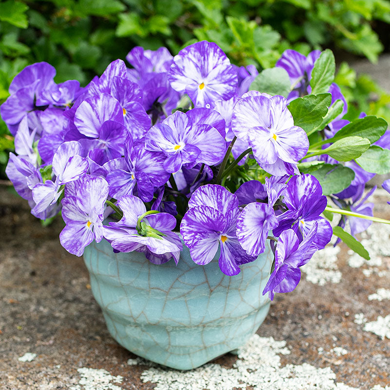 Viola 'Columbine' - S1