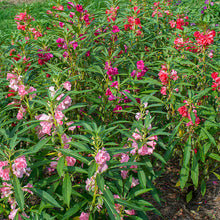 Balsam