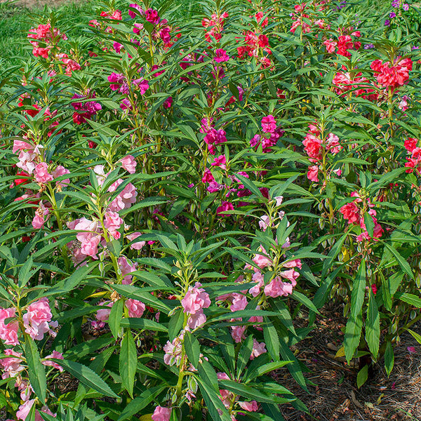 Balsam