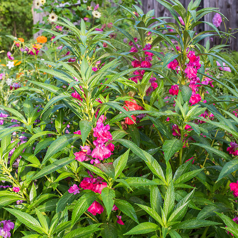 Balsam