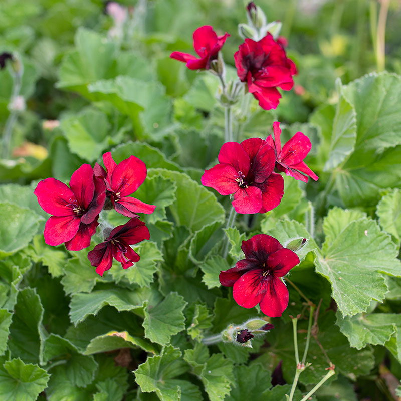 Geranium 'Voodoo' - S1