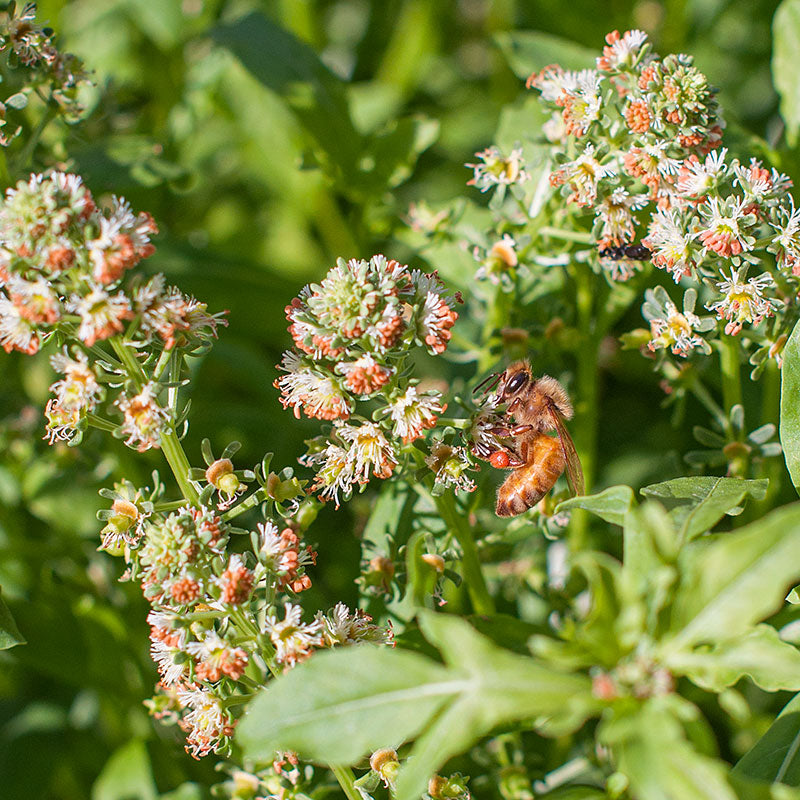 Mignonette 'Machet'