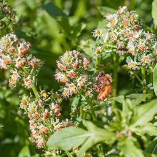 Mignonette 'Machet'
