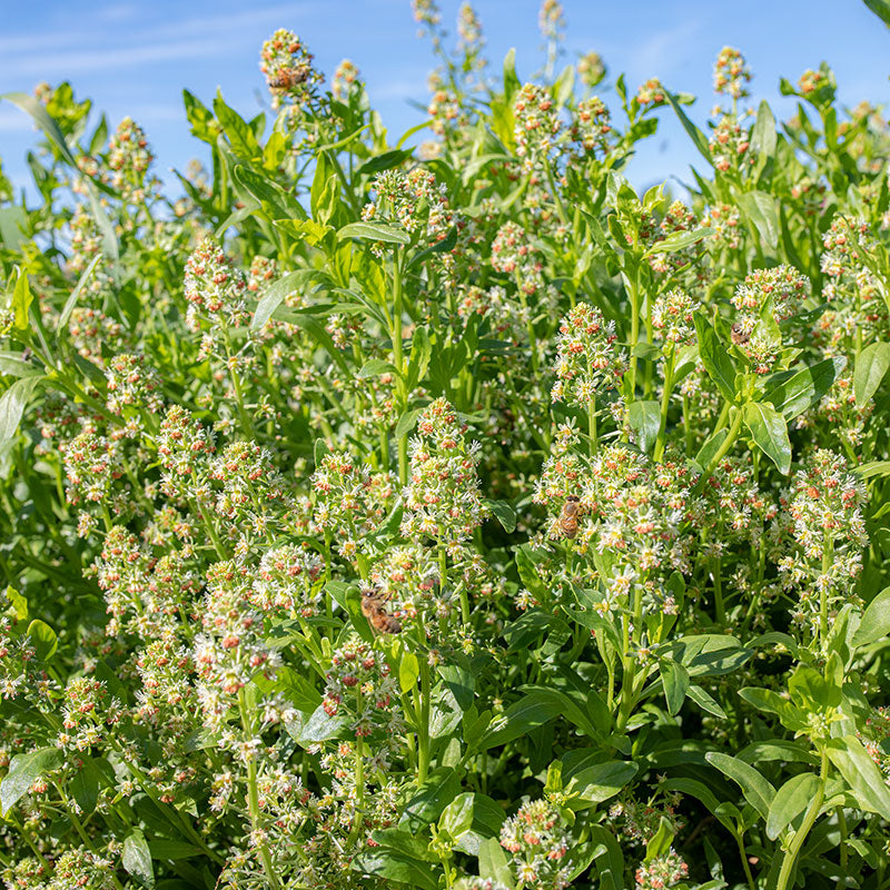 
  



Mignonette 'Machet'
