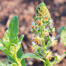 Mignonette 'Machet'